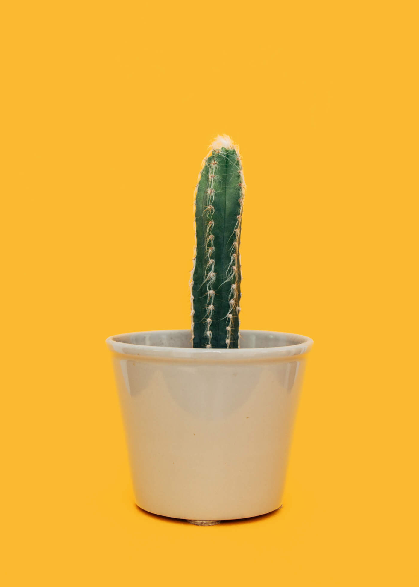 a photo of a cactus in a pot on a yellow background